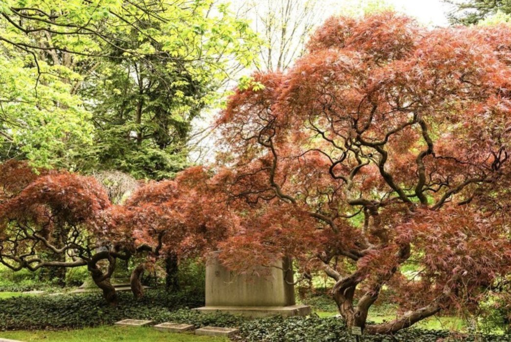 Japanese Maples
